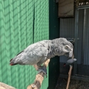 Mature Pair of African Greys