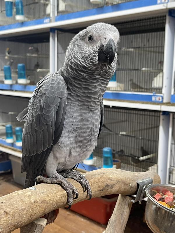 Baby African Grey