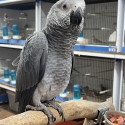 Baby African Grey