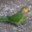 Brown throated conure  for hand raising