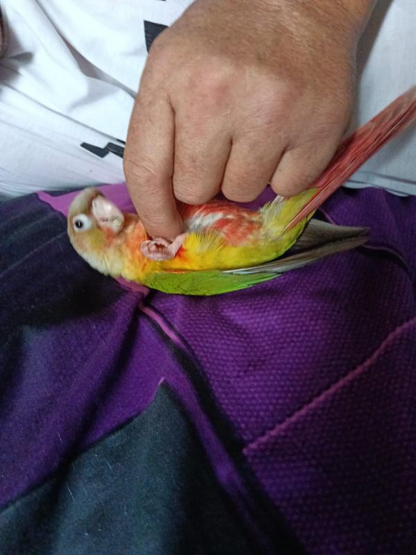 1x female pineapple yellow sided Conure DNA certificate