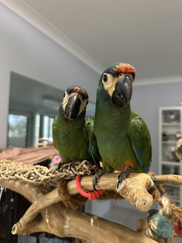 Illigers Macaws Hand-Raised
