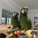 Illigers Macaws Hand-Raised