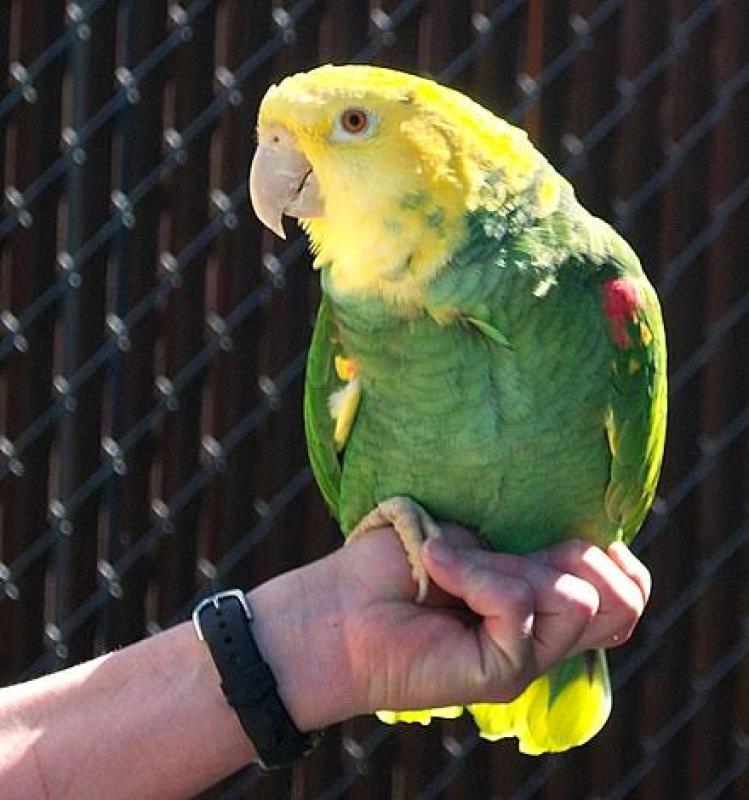 WANTED magna double yellow amazon parrot babt