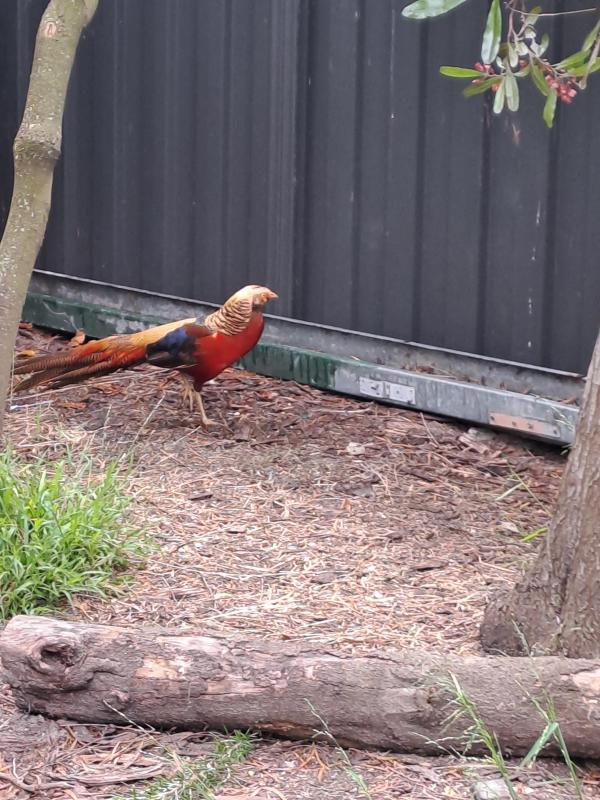 Golden pheasant