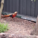 Golden pheasant