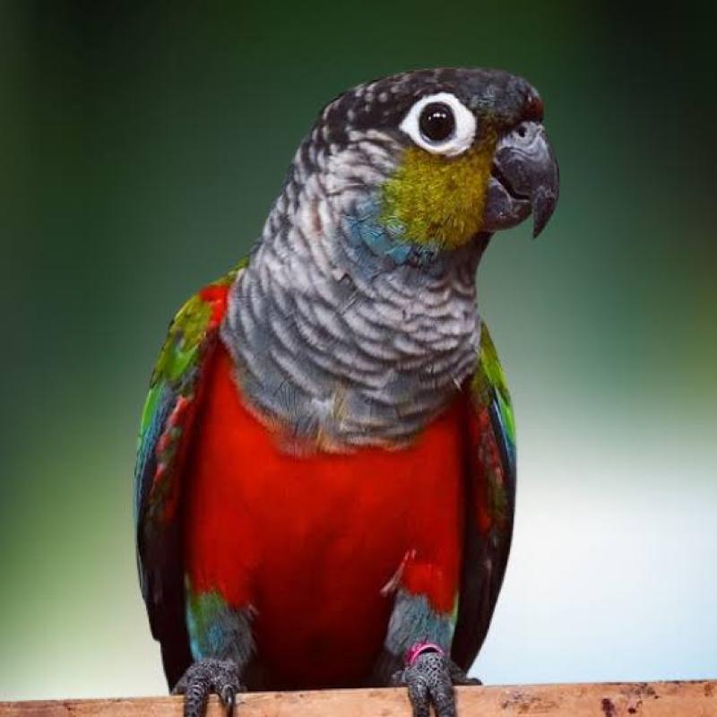 CRIMSON BELLIED CONURE PAIR