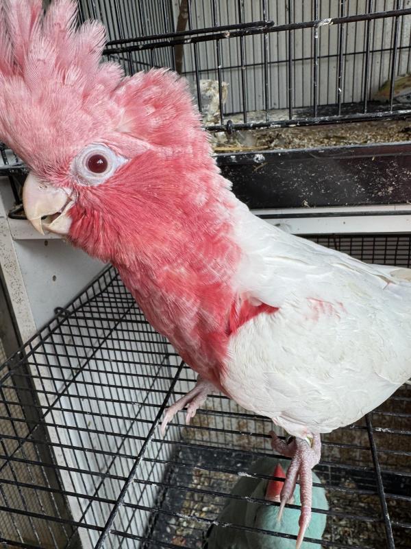 Lutino galah