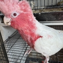 Lutino galah