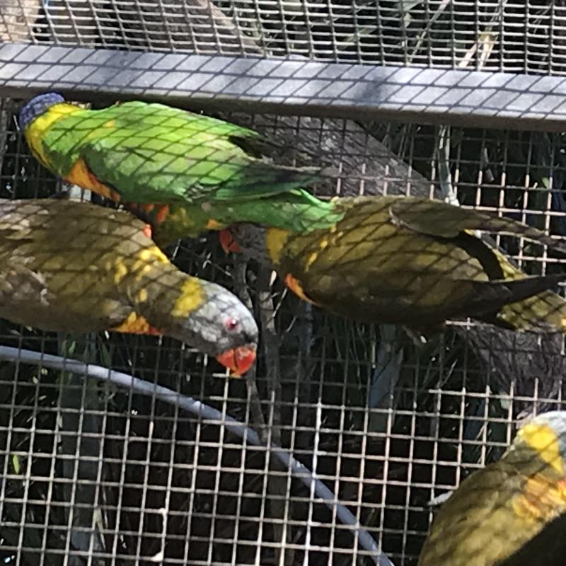 Rainbow and scaley lorikeets