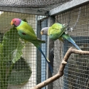 Plum head parrot pair