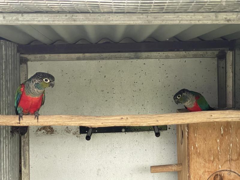 Crimson bellied conure pair $350