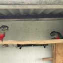 Crimson bellied conure pair $350
