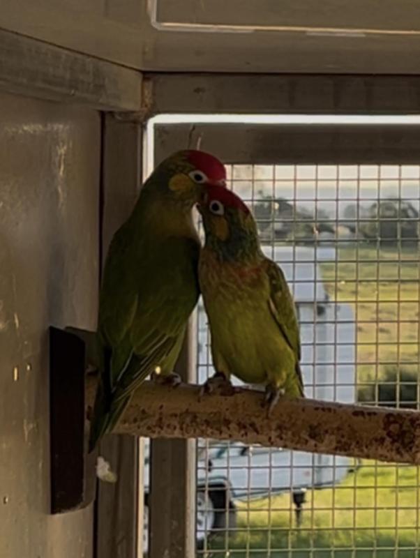 Varied Lorikeets 2 pairs available