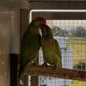 Varied Lorikeets 2 pairs available