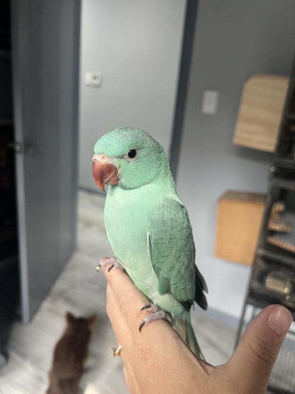 Hand raised ringneck