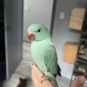 Hand raised ringneck