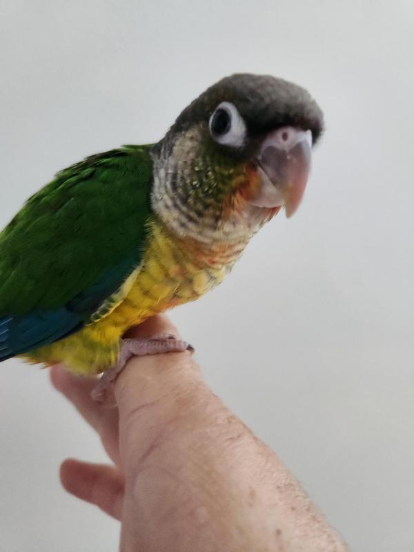 Hand Raised Conures