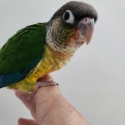 Hand Raised Conures