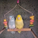 Parrotlet Breeding pair
