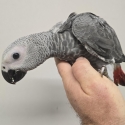 Handraised African Greys