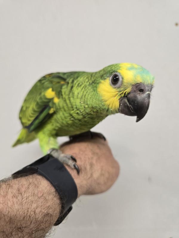 Handraised blue fronted amazon