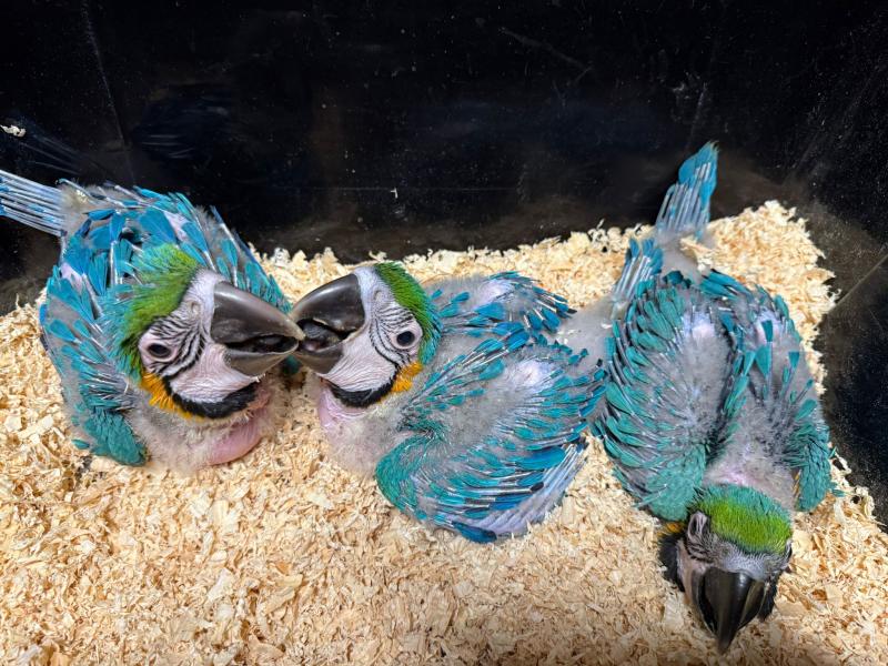 Handraised blue and gold macaws