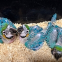 Handraised blue and gold macaws