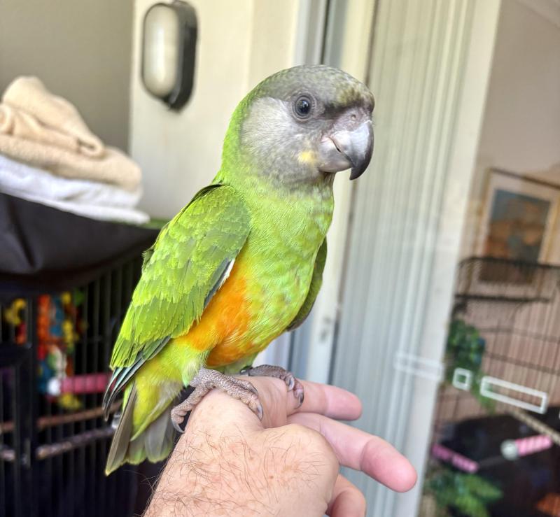 Baby Hand Raised DNA Super Tame Male Senegal Parrot