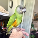 Baby Hand Raised DNA Super Tame Male Senegal Parrot