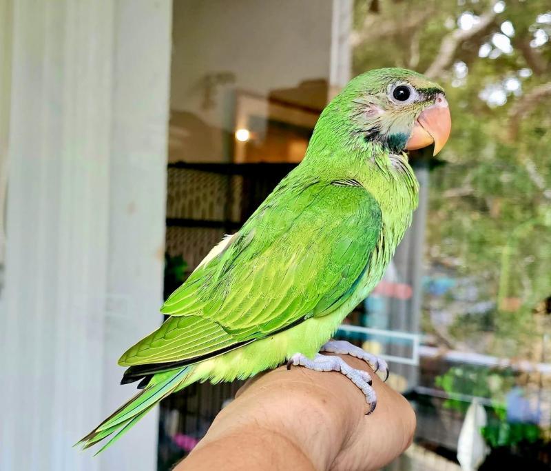 DEPOSIT TakenBaby DNA  Hand Raised & Tame Male  Moustache Parrot