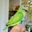 DEPOSIT TakenBaby DNA  Hand Raised & Tame Male  Moustache Parrot