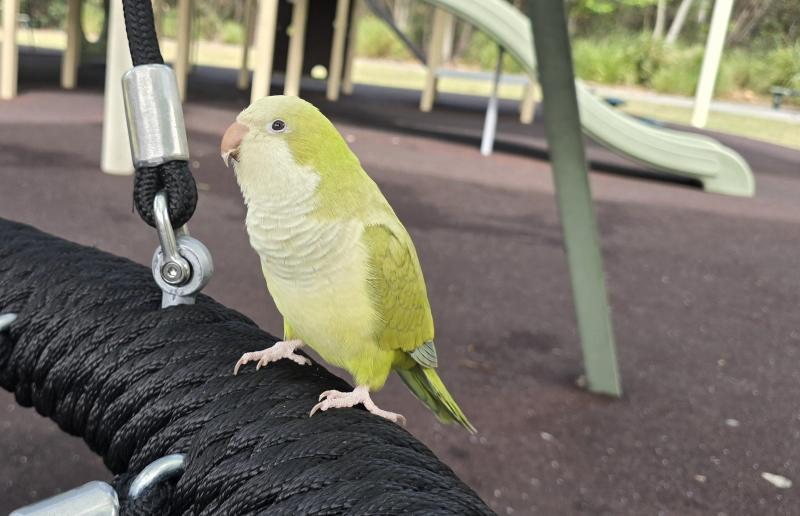 Handraised young Quaker