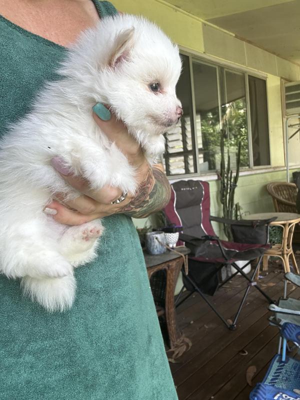 Tiny Pomeranian puppies