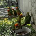 Gold Capped Conures