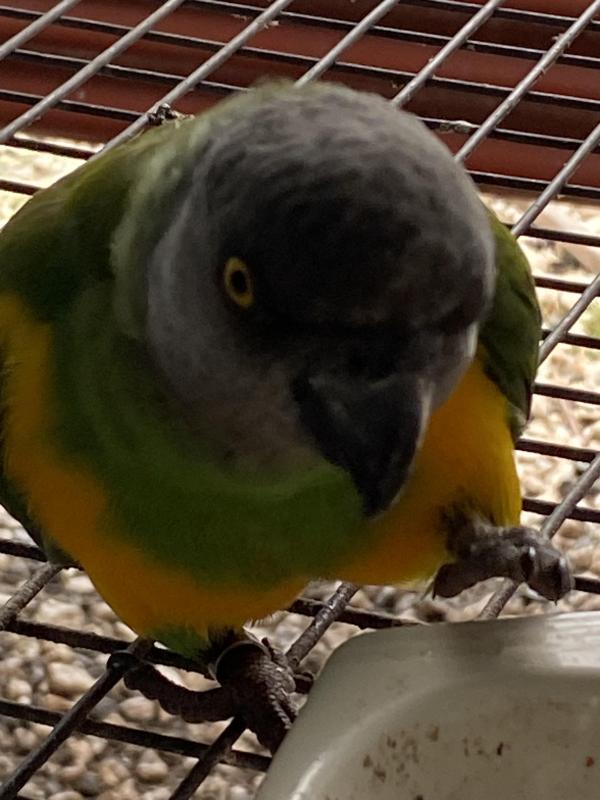 2 pairs Senegal parrots