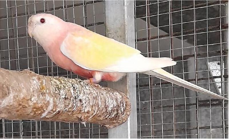 looking for a lutino bourke hen and a split cock