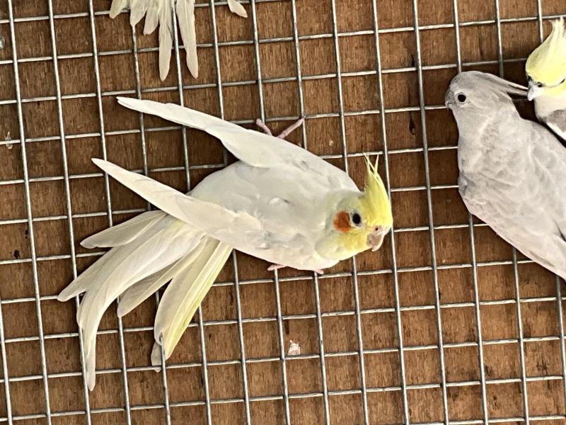 Cockatiels