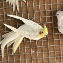 Cockatiels