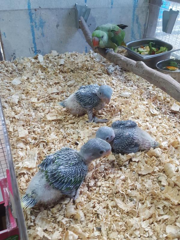 Alexandrine Eclectus parrots babies for hand raising
