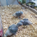 Alexandrine Eclectus parrots babies for hand raising