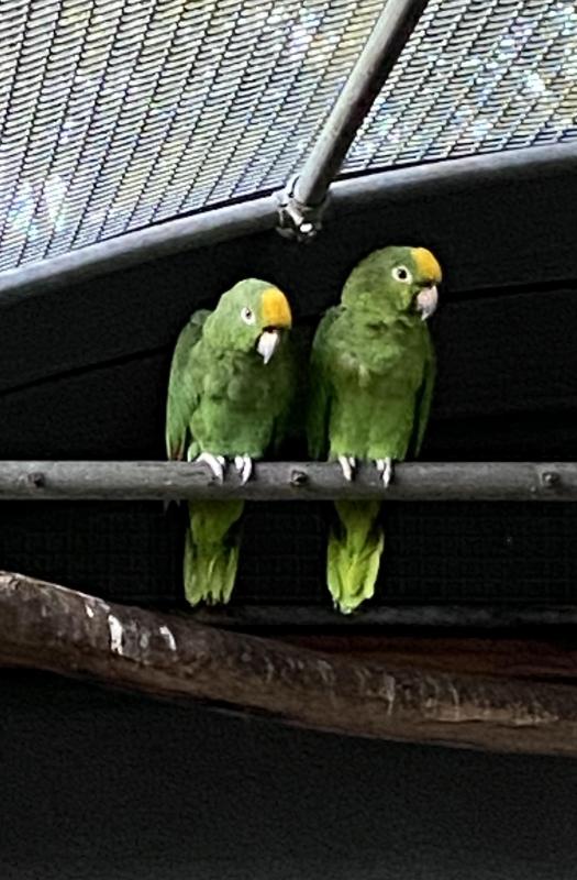 YELLOW CROWN AMAZONS PAIR