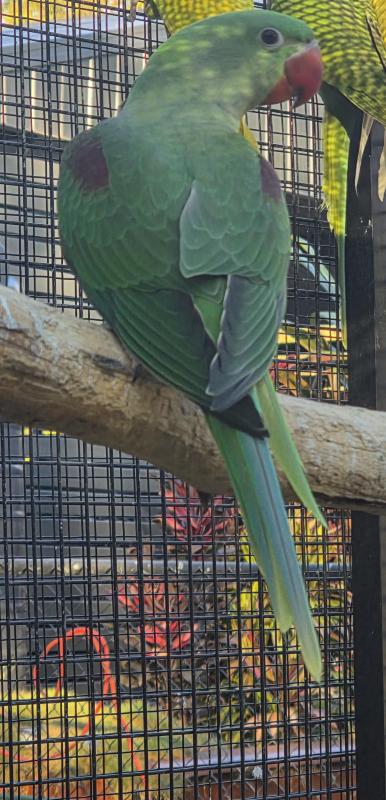 2025 Split Lutino Alexandrine cock