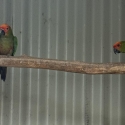 Parrots