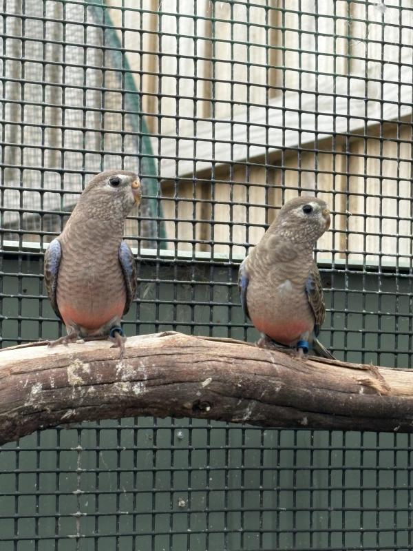 Birds- Bourke Parrots Bush Zebs