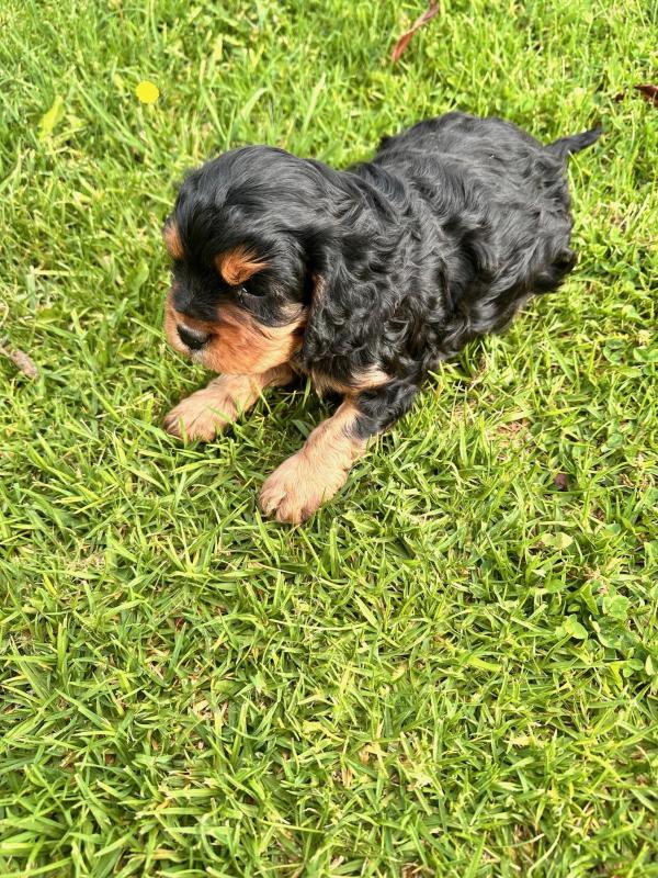 Cavalier king charles