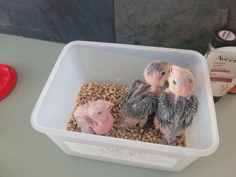 WB Caiques for experienced hand raisers