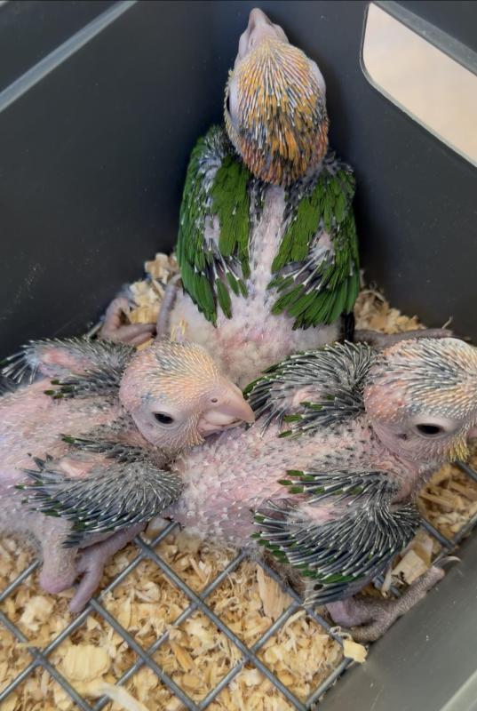 Babies White bellied Caiques
