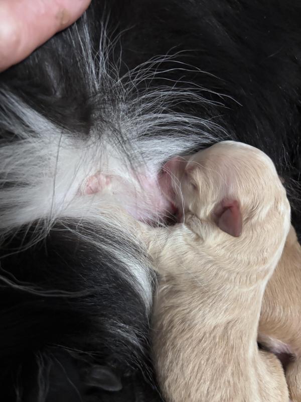 Miniature Bordoodles