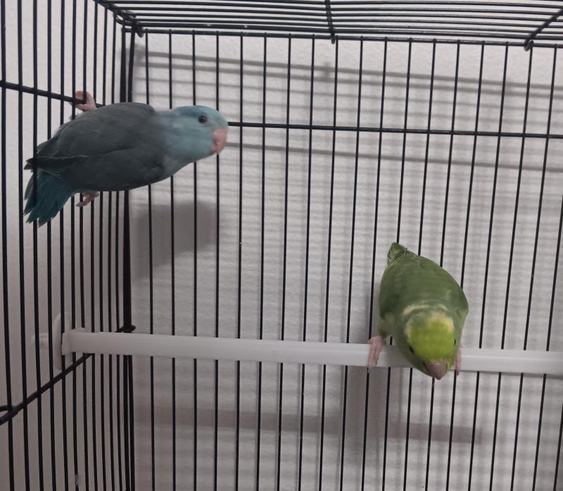 Parrotlet
